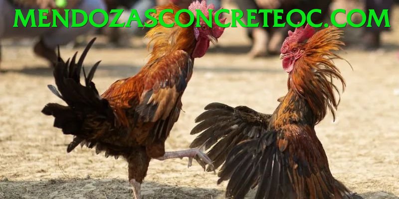 Đá Gà Trực Tiếp - Trải nghiệm tuyệt vời